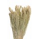CANARY GRASS Natural 24"  - OUT OF STOCK